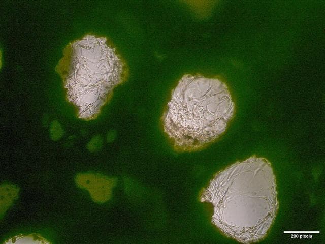 NASA image: jsc2026e017238