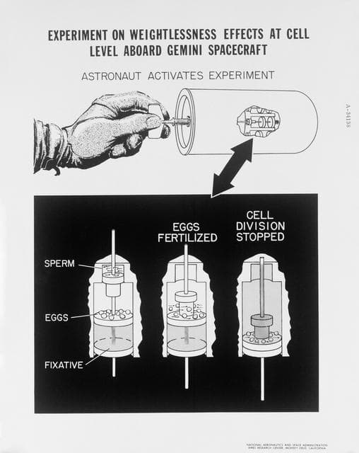 NASA image: GEMINI-TITAN (GT)-III - WEIGHTLESSNESS EXPERIMENT - AMES RESEARCH CENTER (ARC), CA