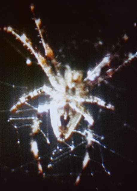NASA image: View of Arabella, one of the two Skylab 3 spiders used in experiment