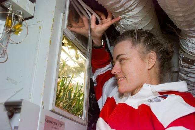 NASA image: Astronaut Lucid looking at wheat growing in the Svet